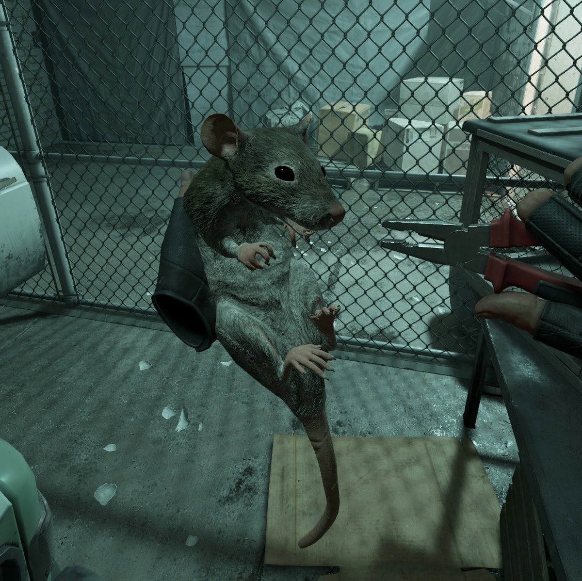 Rat