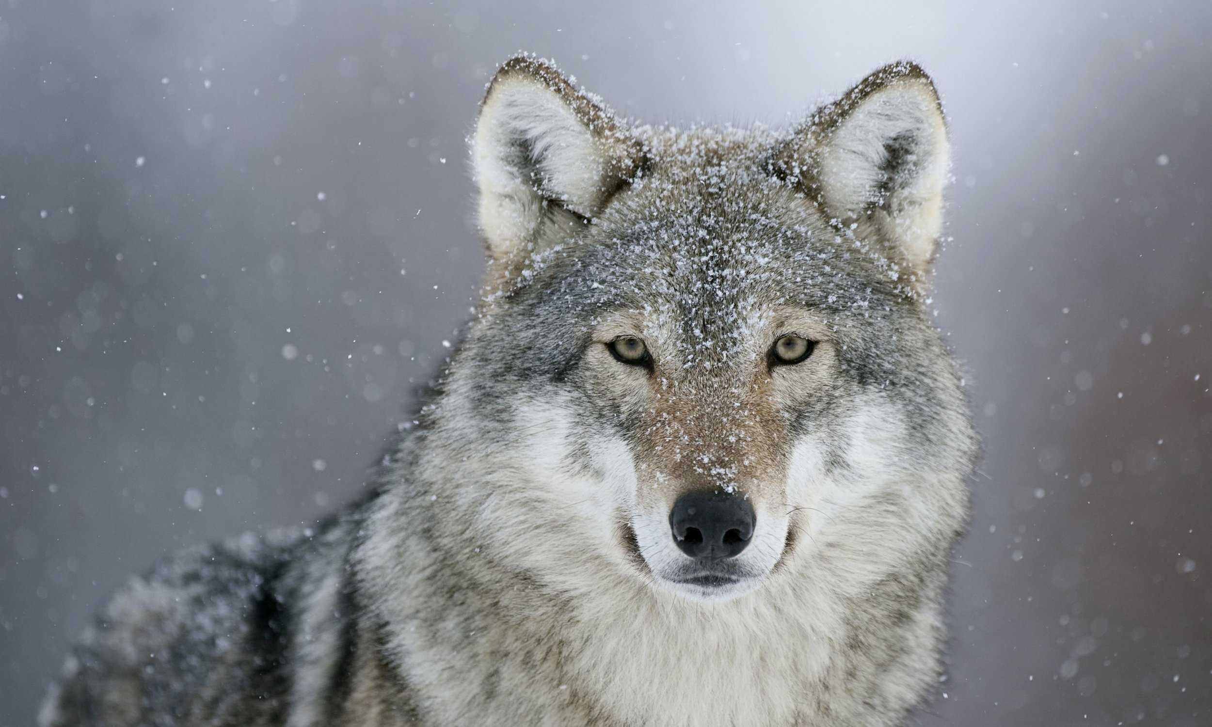 Wolf