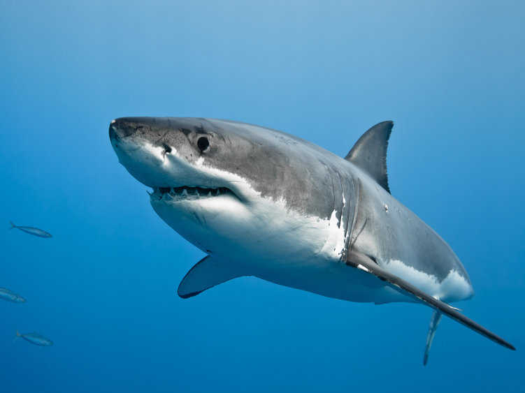 Great White Shark(Depth)