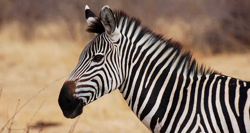 Zebra
