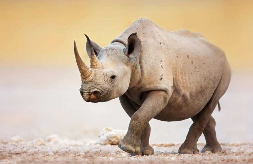 Black Rhino
