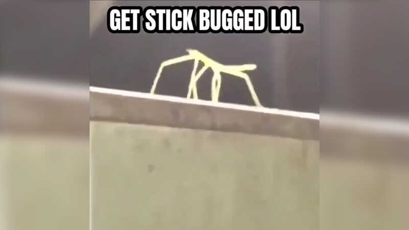 Stick Bugg