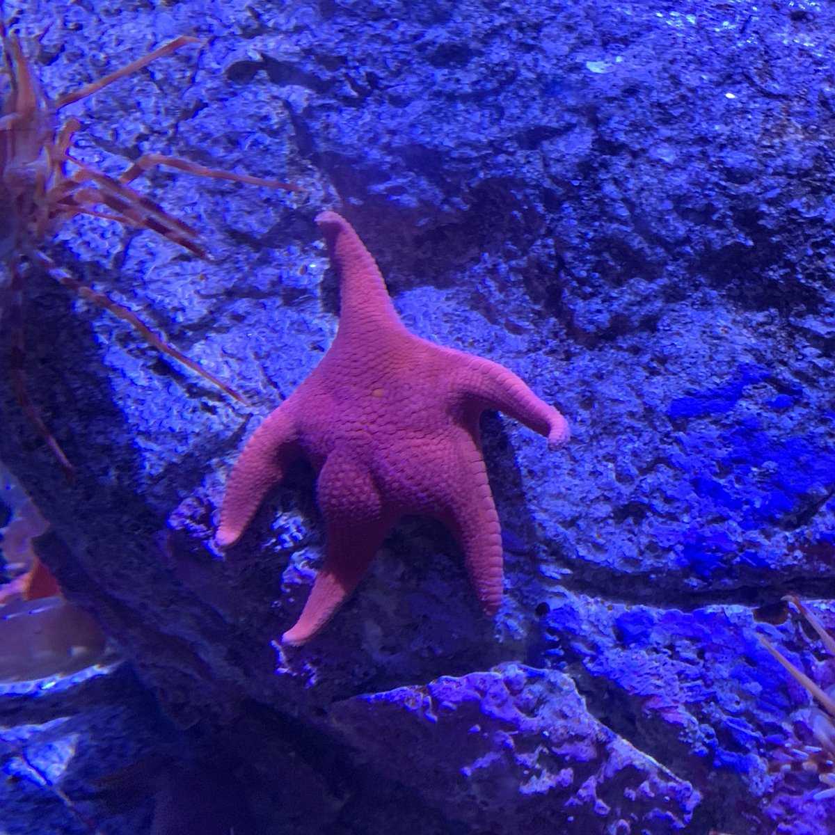 Thicc Starfish (Visemes, Twerk Emote, Jiggle Booty)