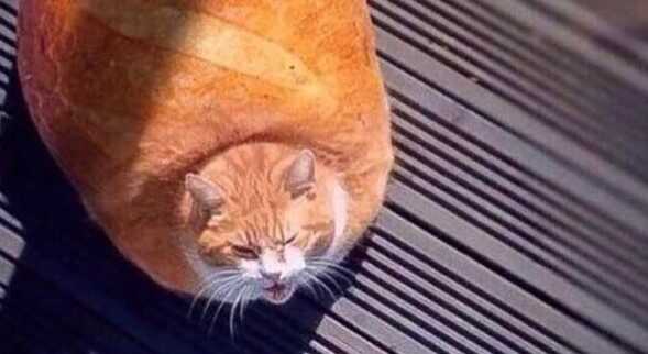 Cat bread