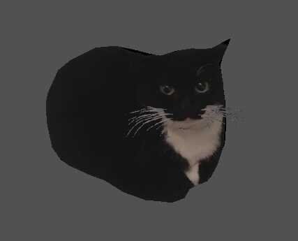 Maxwell the carryable cat