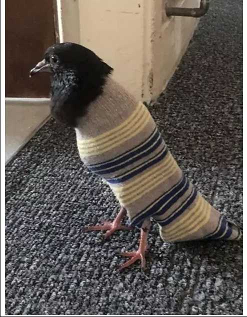 SOCKBIRB