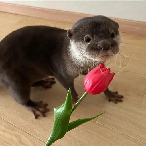 mrdot